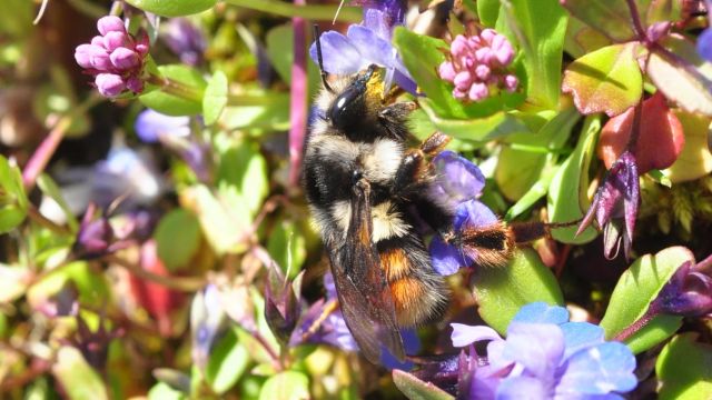 Bombus bifarius