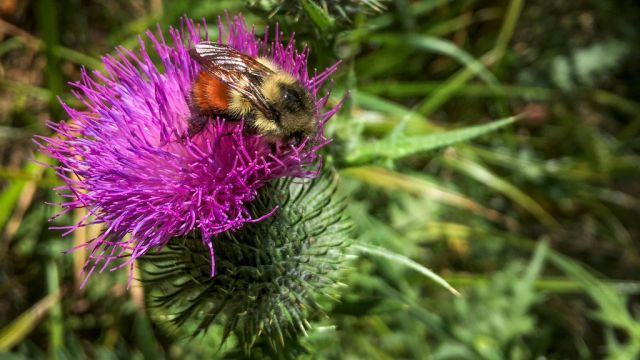 Bombus melanopygus