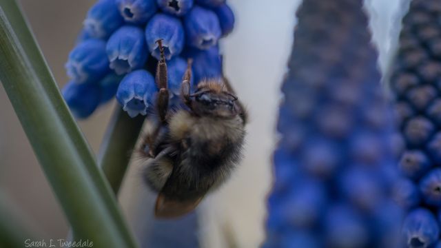 Bombus sitkensis