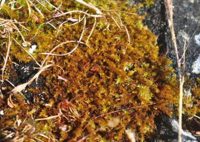 Perhaps the rarest species known to our region. This is the only population of Triquetrella californica known throughout all of Canada.