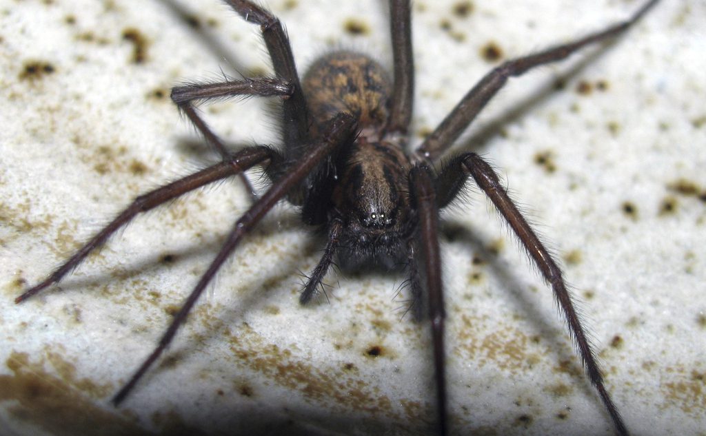 Spider with long striped legs - Philodromus 