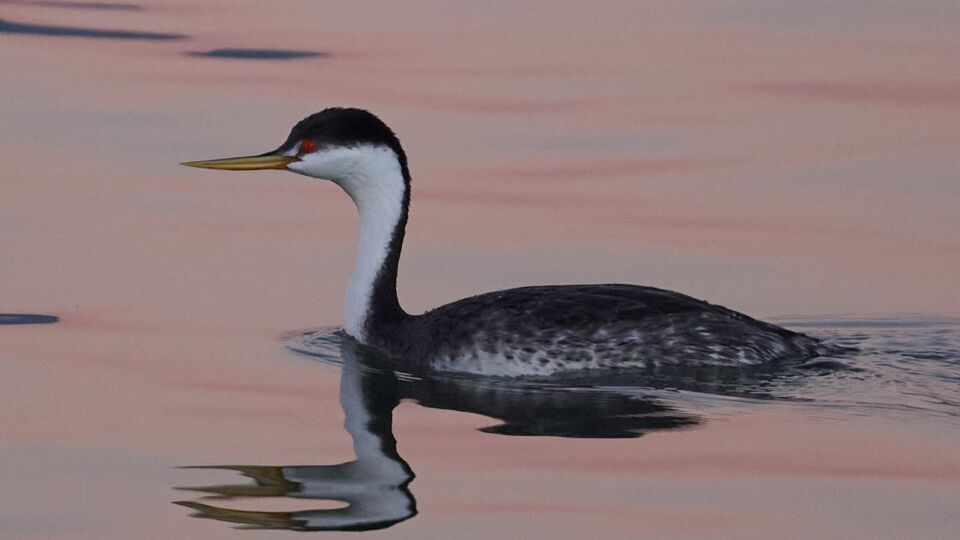 Western Grebe (Aechmophorus occidentalis) – Special Concern (1-SC 2017)