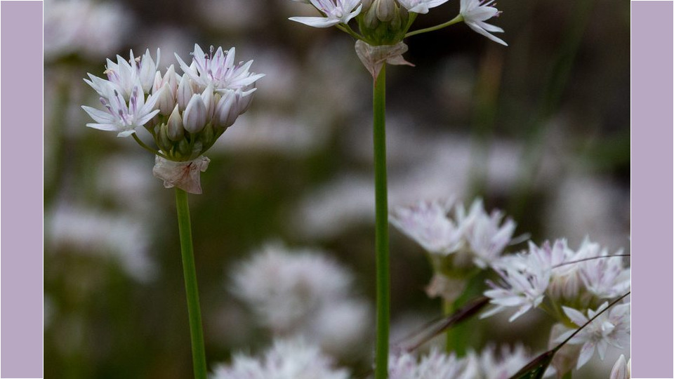Slimleaf Onion (Allium amplectens) – Blue-listed (S3 2019)