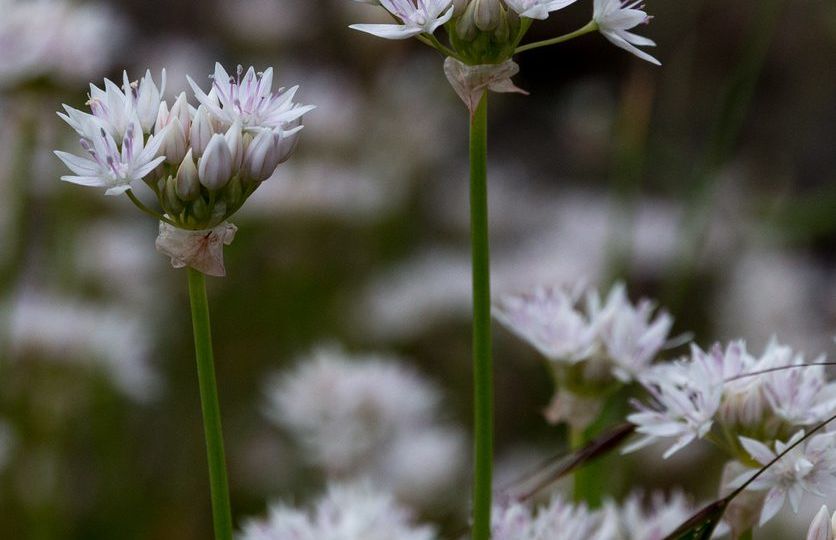 Slimleaf Onion (Allium amplectens) – Blue-listed (S3 2019)