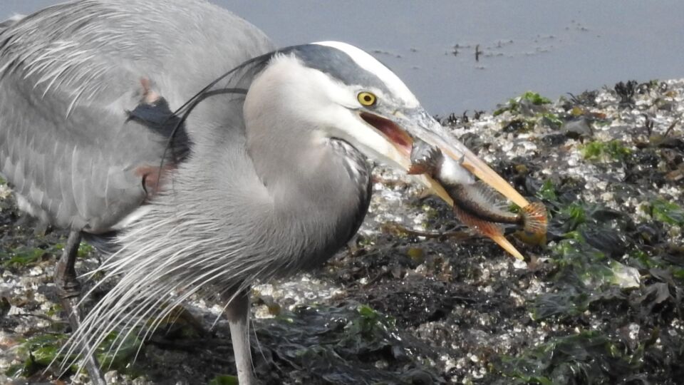 Great Blue Heron (Ardea herodias fannini) – Special Concern (1-SC 2010)