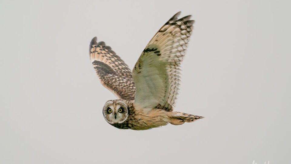 Short-eared Owl (Asio flammeus) – Special Concern (1-SC 2012)
