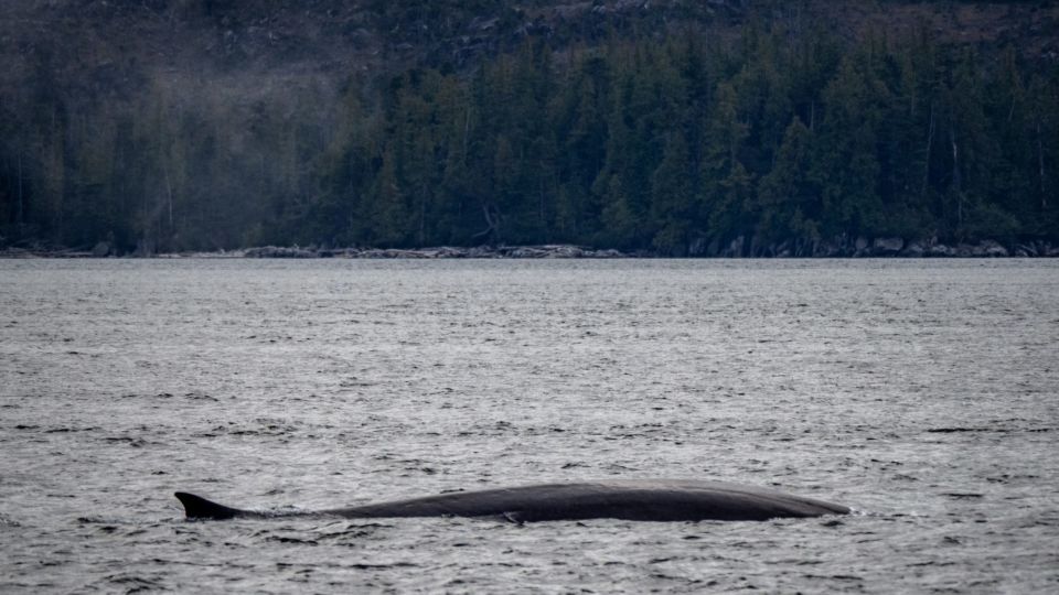 Fin Whale (Balaenoptera physalus) – Threatened (1-T 2006)