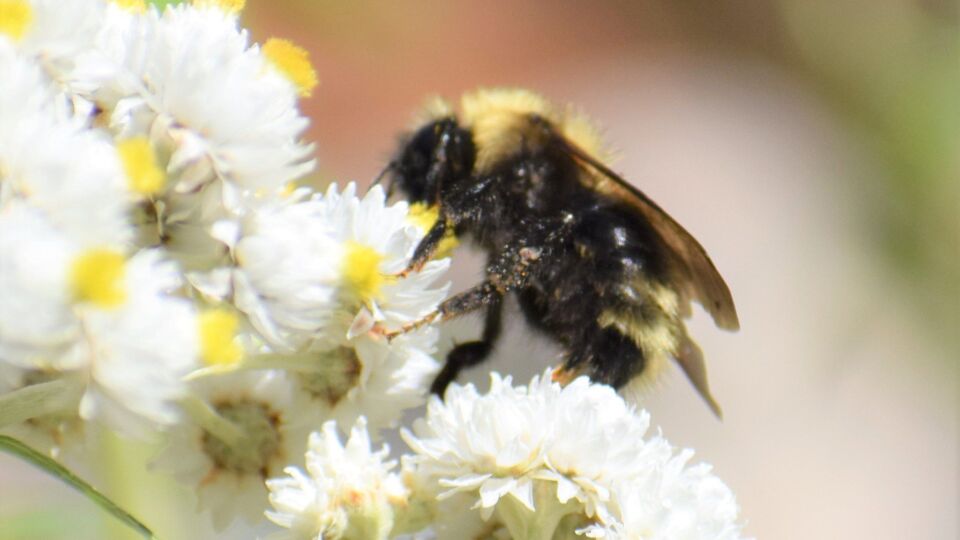 Flavid Cuckoo Bumble Bee (Bombus flavidus) – Blue-listed (S3S4 2016)
