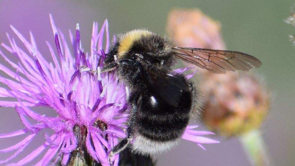 Western Bumble Bee (Bombus occidentalis) – Threatened (T)