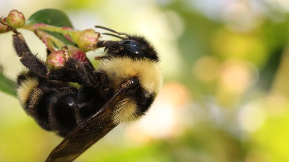 Suckley’s Cuckoo Bumble Bee (Bombus suckleyi) – Threatened (T)