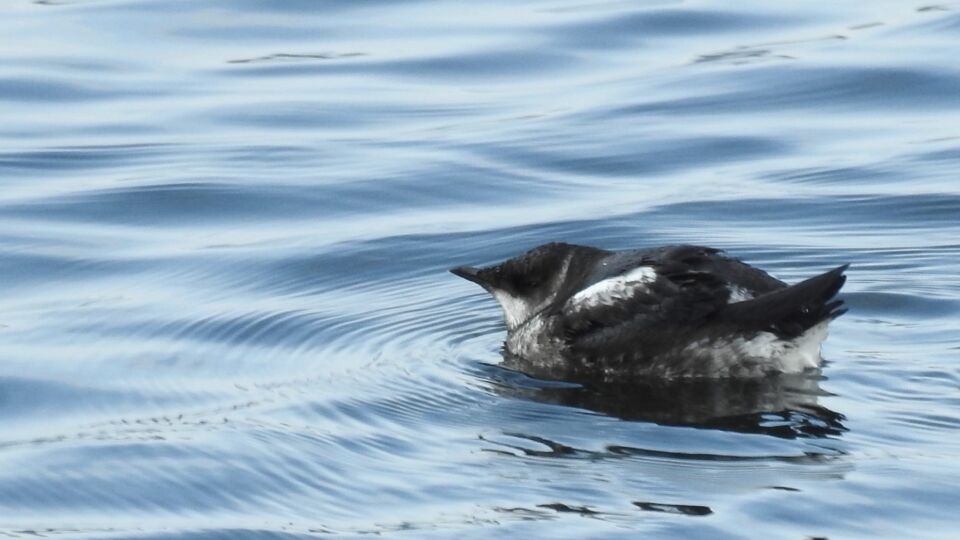 Marbled Murrelet (Brachyramphus marmoratus) – Threatened (1-T 2003)
