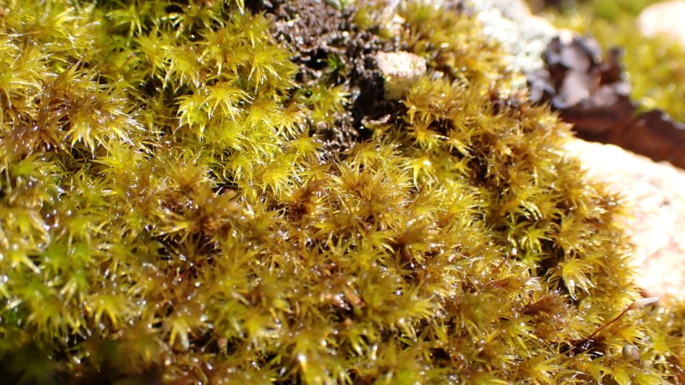 Lesser Fringe-moss (Bucklandiella affinis) – Blue-listed (S2S3 2015)