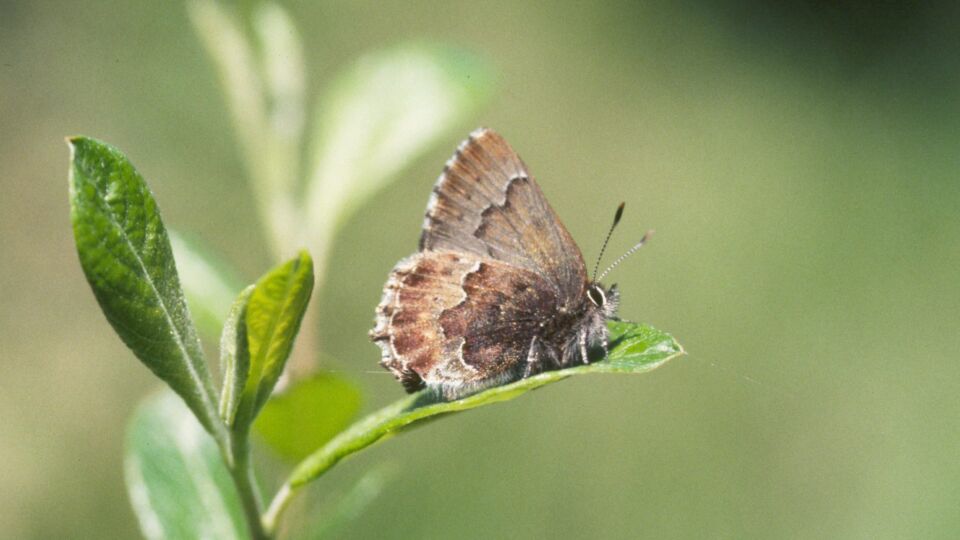 Moss’ Elfin (Callophrys mossii mossii)