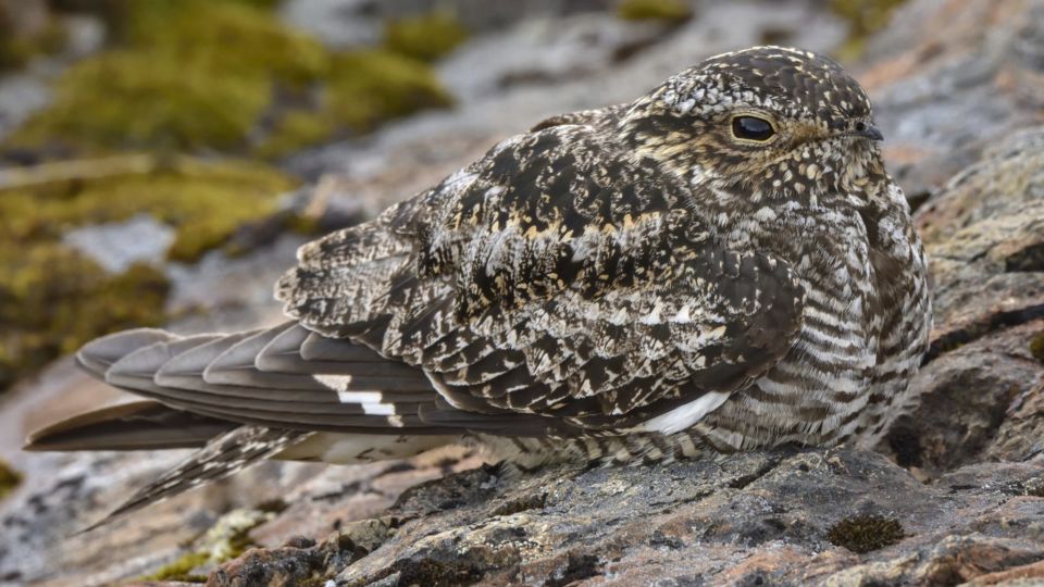 Common Nighthawk (Chordeiles minor) – Threatened (1-T 2010)