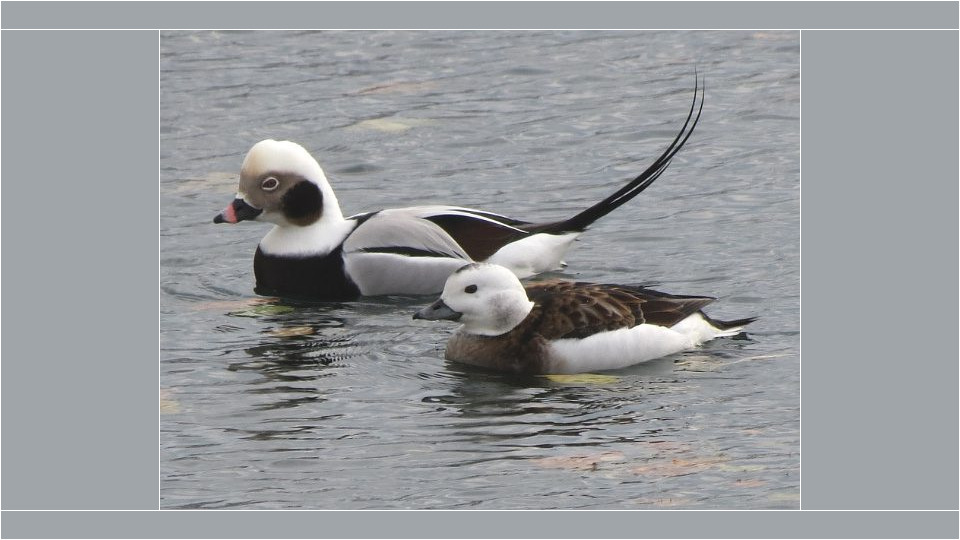 Long-tailed Duck (Clangula hyemalis) – Blue-listed (S2S3B,S4N 2015)
