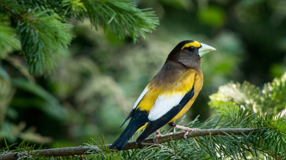Evening grosbeak (Coccothraustes vespertinus) – Special Concern (SC 2016)