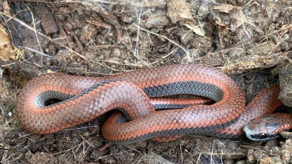 Sharp-tailed Snake (Contia tenuis) – Endangered (1-E 2003)