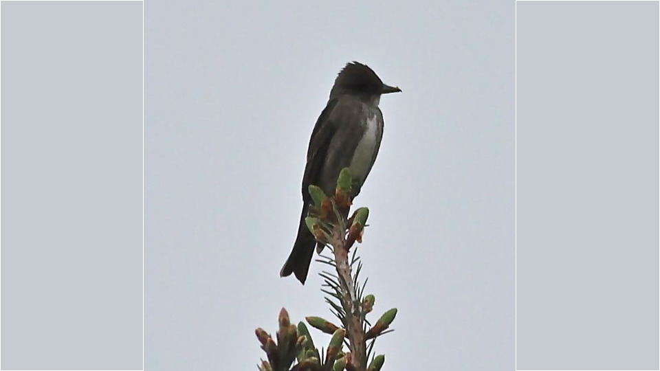 Olive-sided Flycatcher (Contopus cooper) – Threatened (1-T 2010)