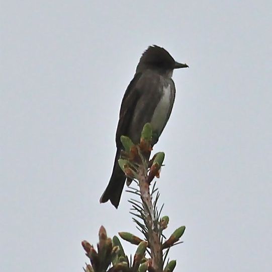 Olive-sided Flycatcher (Contopus cooper) – Threatened (1-T 2010)