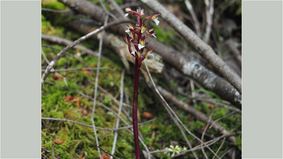 Ozette's Coral-root Orchid (Corallorhiza maculata var. ozettensis) – Blue-listed (S3 2018)