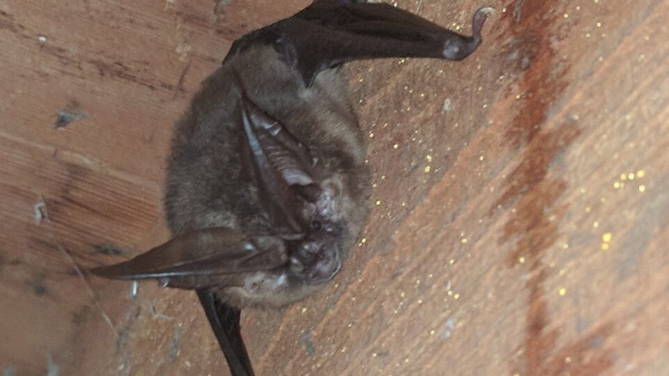 Townsend’s Big-eared Bat (Corynorhinus townsendii) – Blue-Listed S3S4 N3