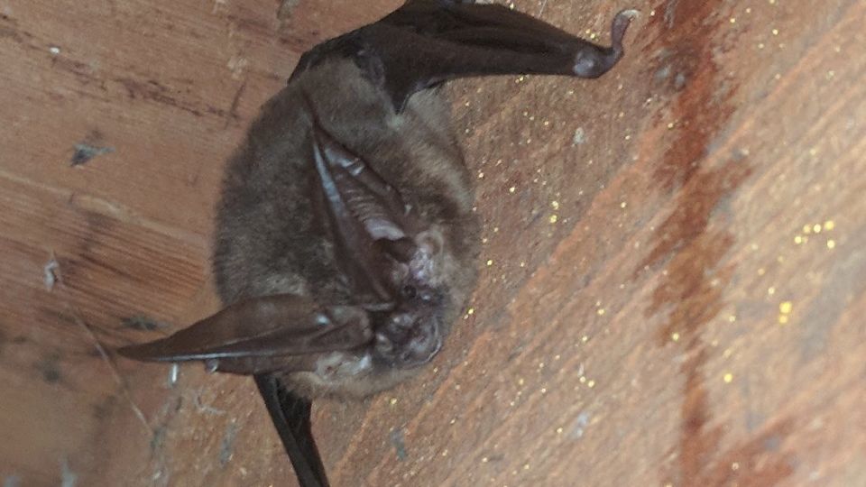 Townsend’s Big-eared Bat (Corynorhinus townsendii) – Blue-Listed S3S4 N3