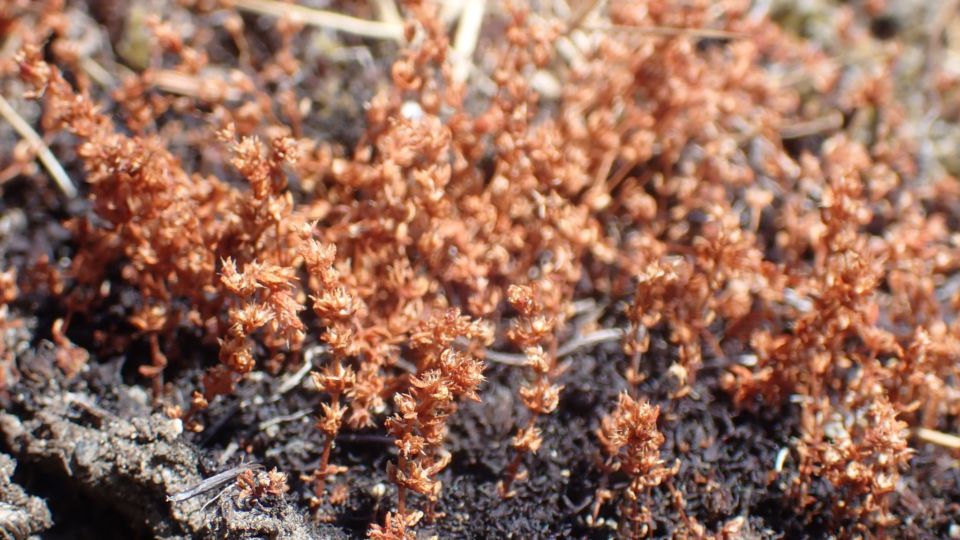 Erect Pigmyweed (Crassula connata) – Blue-listed (S2S3 2019)