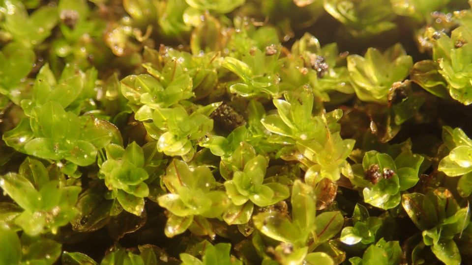 Crumia latifolia – Blue-listed (S3 2015)