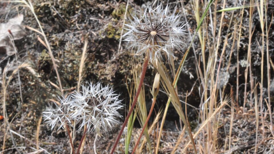 Lindley's False Silverpuffs (Uroppapus lindleyi) – Endangered (1-E 2010)
