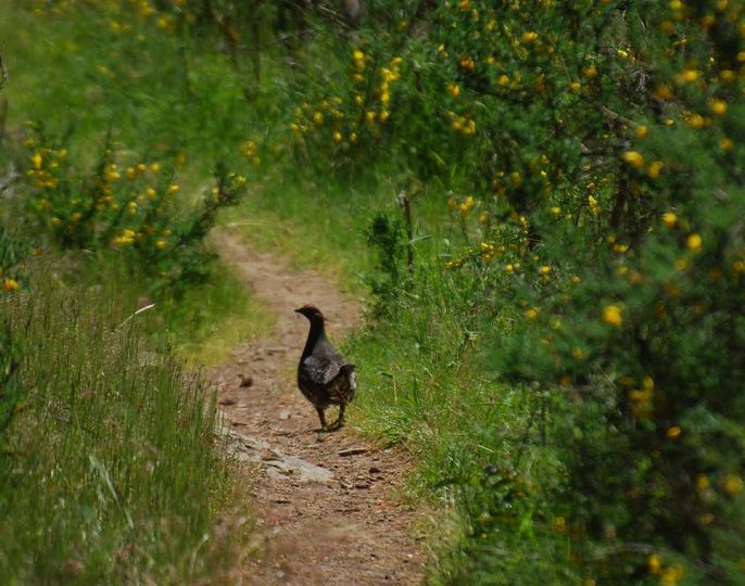 Sooty Grouse (Dendragapus fuliginosus) – Blue-listed (S4 2015)