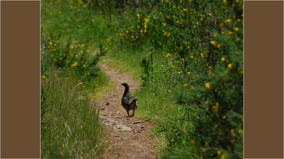 Sooty Grouse (Dendragapus fuliginosus) – Blue-listed (S4 2015)