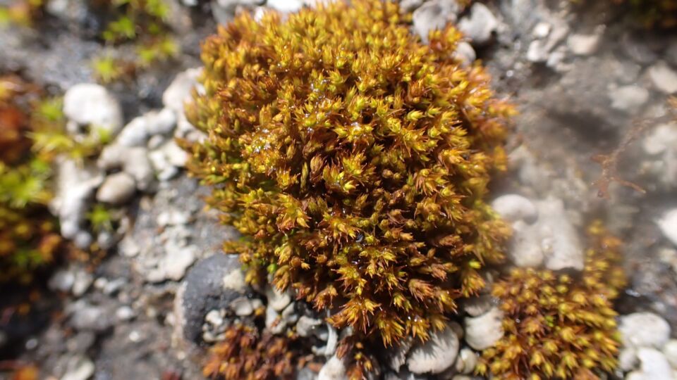 Norris' Beardmoss (Didymodon norrisii) – Red-listed (S1S3 2015)