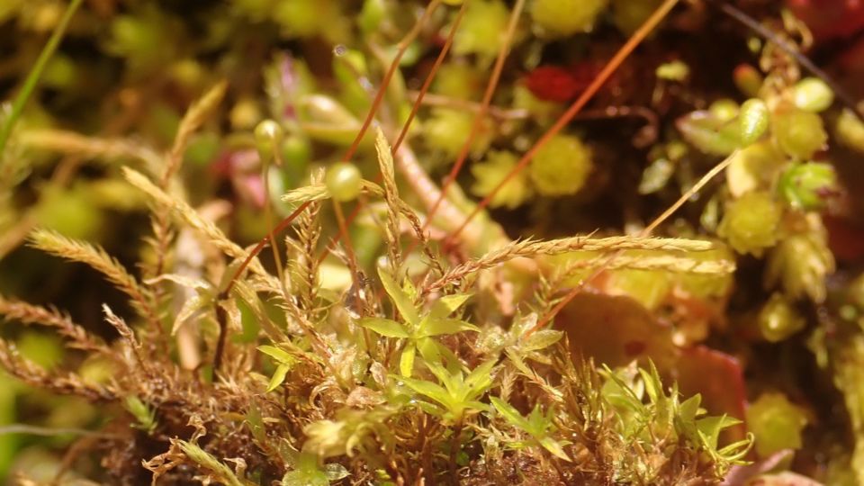 Muhlenberg’s Cord-moss (Entosthodon muhlenbergii) 
Blue-listed (S3? 2011) – photo credit Andrew Simon