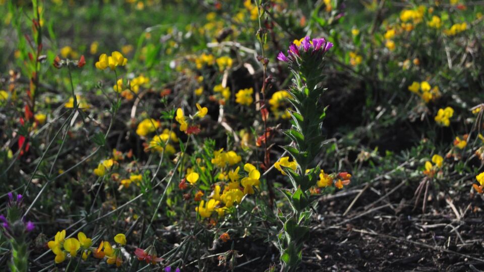 Dense-flower Spike-primrose (Epilobium densiflorum) – Endangered (1-E 2006)