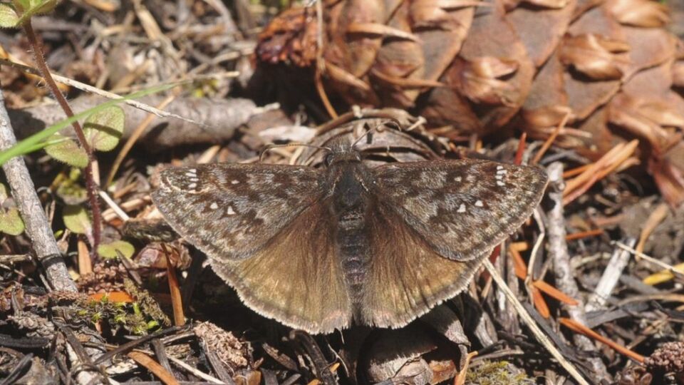 Propertius Duskywing (Erynnis propertius) – Red-Listed S2 (2013)