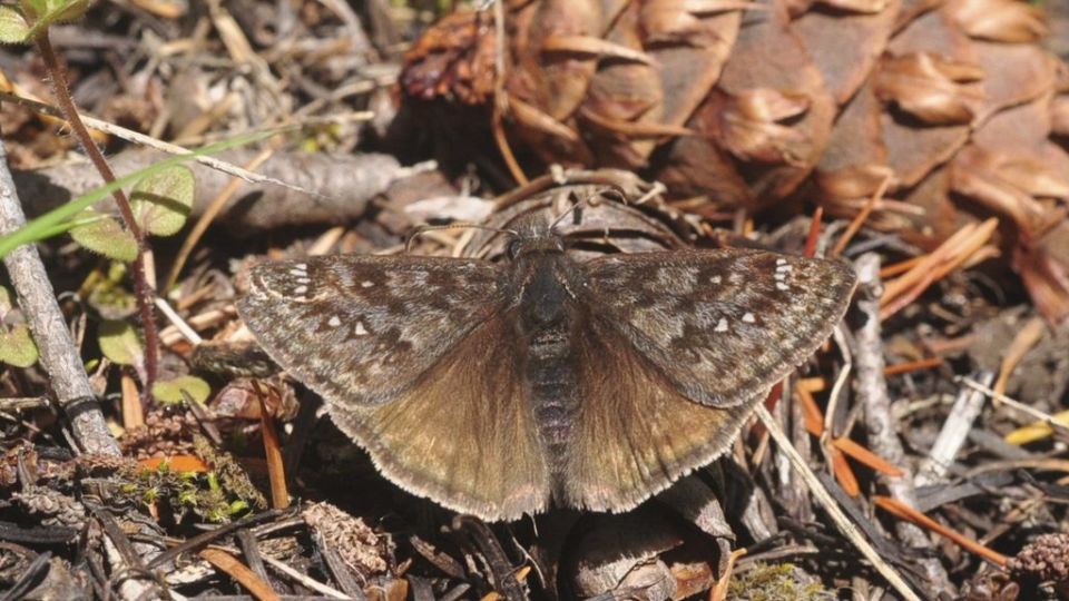 Propertius Duskywing (Erynnis propertius) – Red-Listed S2 (2013)