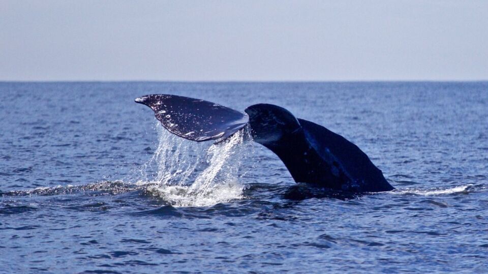Grey Whale (Eschrichtius robustus) – Special Concern (1-SC 2005)