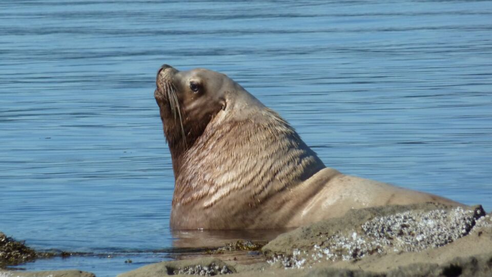 Steller Sea Lion (Eumetopias jubatus) – Special Concern (1-SC 2005)