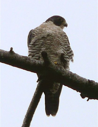 Peregrine (Falco peregrinus) – Red-Listed S2?B (2010) ssp. anatum; Blue-Listed S3B (2010) ssp. pealei