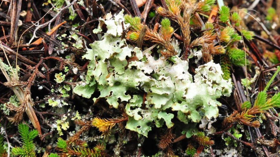 Speckled Mantle (Flavopunctelia flaventior) – Red-listed (S2? 2019)