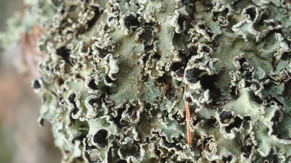 Powder-edged Speckled Mantle (Flavopunctelia soredica) – Red-listed (S1S2 2019)