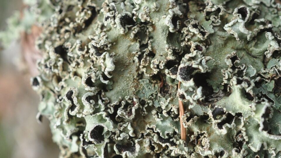 Powder-edged Speckled Mantle (Flavopunctelia soredica) – Red-listed (S1S2 2019)