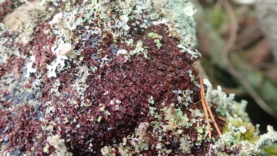 Frullania californica – Blue-listed (S3 2021)