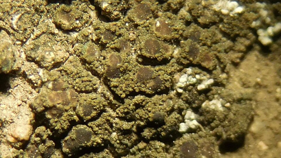 Encrusting Crackers (Fuscopannaria crustacea) – Red-listed (S1S2 2019)