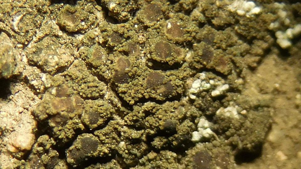 Encrusting Crackers (Fuscopannaria crustacea) – Red-listed (S1S2 2019)