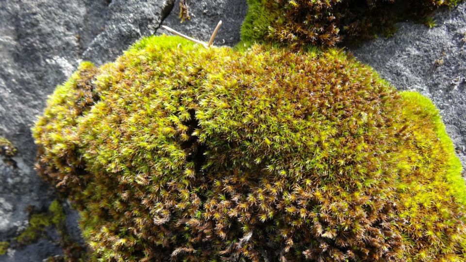 Leiberg’s Grimmia (Grimmia leibergii) – Blue-listed (S2S3 2015)