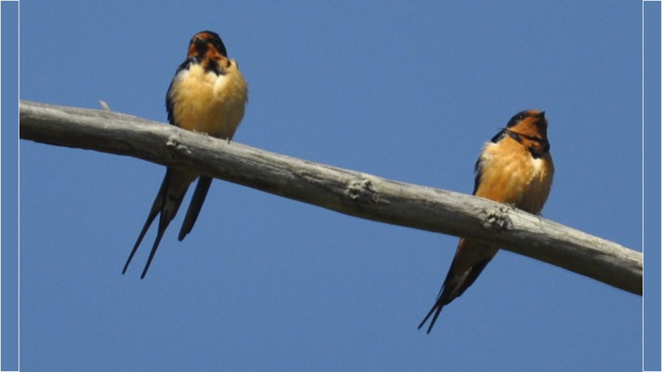 Barn Swallow (Hirundo rustica) – Threatened (1-T 2017)