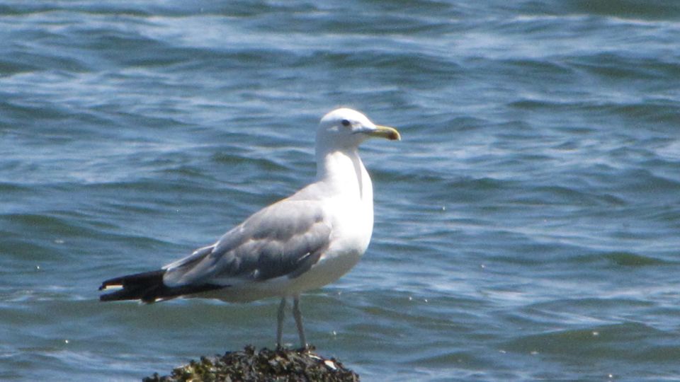 California Gull (Larus californicus) – Blue-listed (S2S3B 2015)