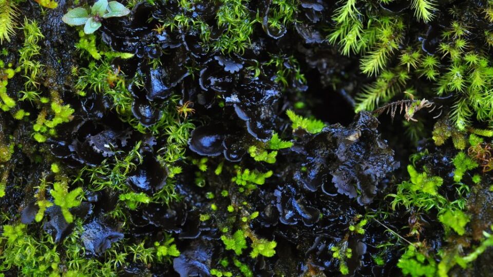 Batwing Vinyl Lichen (Scytinium platynum) –
Endangered (1-E 2017)