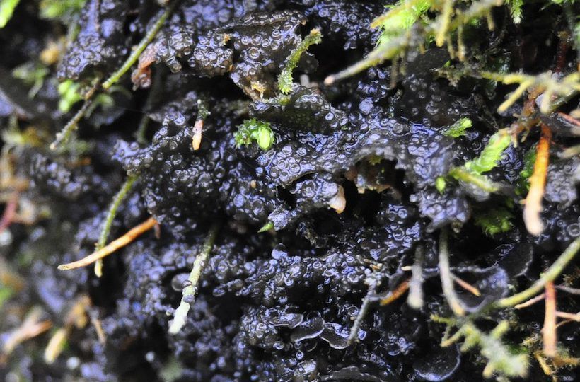 Peacock Vinyl Lichen (Leptogium polycarpum) – Special Concern (1-SC)